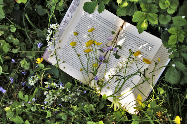 livre ouvert avec des fleurs et herbe